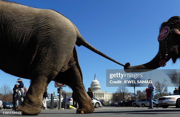 People watch as elephants of Ringling Brothers and Barnum and Bailey Circus parade past the Capitol Hill in Washington, DC, on March 16, 2010 during...