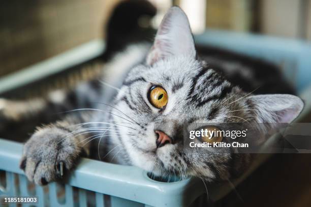 cute american shorthair striped cat taking a nap at home - chat de race photos et images de collection