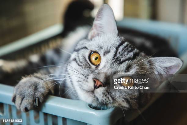 cute american shorthair striped cat taking a nap at home - shorthair cat ストックフォトと画像