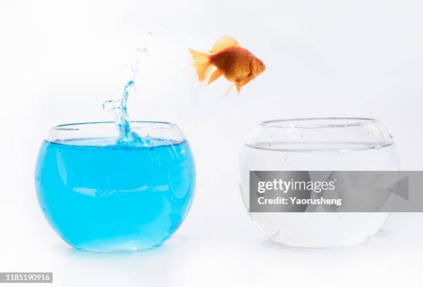 goldfish jumping out one fishbowl to another aquarium with clear water - goldfish leap 個照片及圖片檔