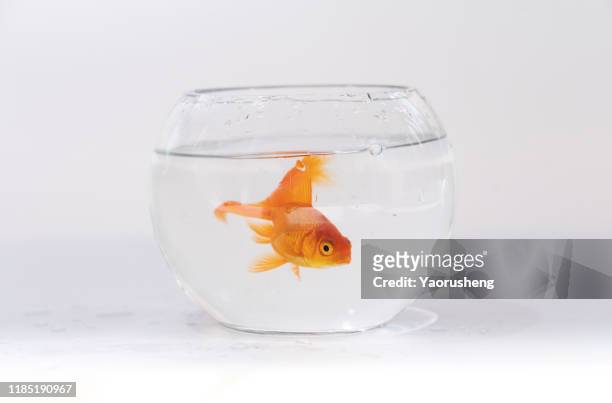 gold fish with fishbowl isolation on the white background - guldfisk bildbanksfoton och bilder