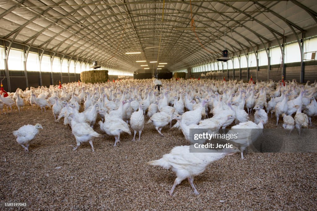 Poultry Form Turkey On Poultry Farm High-Res Stock Photo - Getty Images
