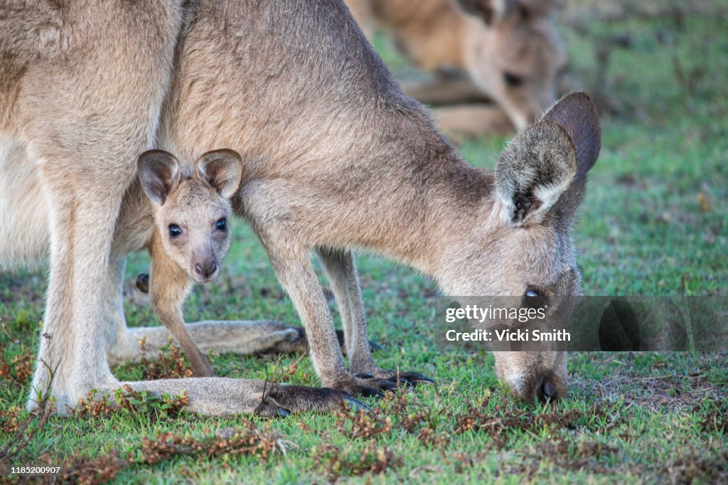 Joey Kangaroo Kangaroo Baby In Pouch