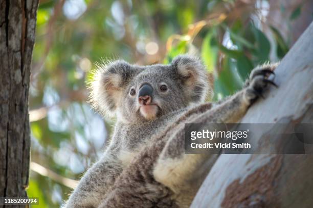 wild mother and baby koala, in a tree at sunset. - koala eating stock pictures, royalty-free photos & images