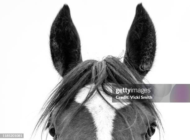 black and white picture of a horses head, mane and eyes - australian light horse stock pictures, royalty-free photos & images