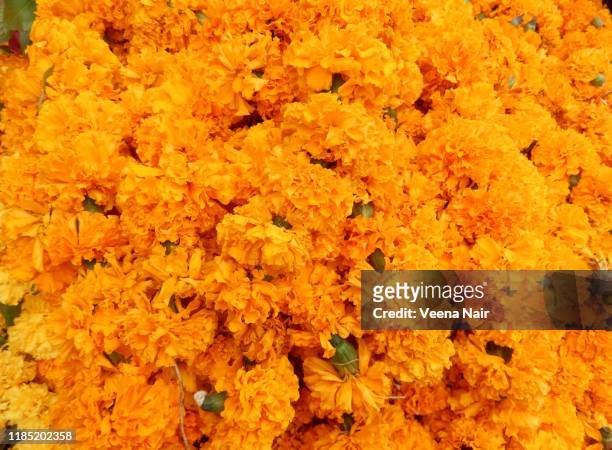 close-up of full frame orange marigold flowers - orange flower stock pictures, royalty-free photos & images