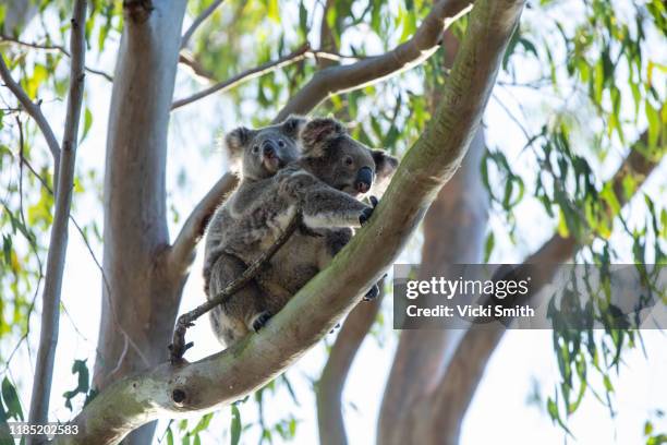 wild mother and baby koala, in a tree at sunset. - koala eating stock pictures, royalty-free photos & images