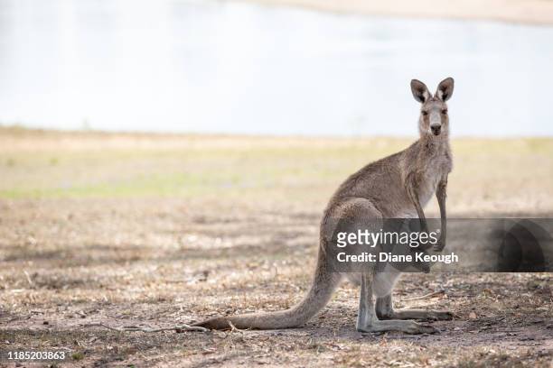 female kangaroo standing on the grass with a joey head poking out of her pouch - cria de canguru imagens e fotografias de stock
