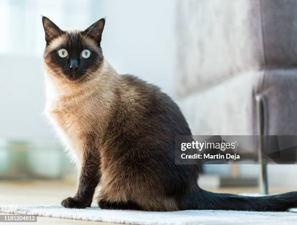 siamese cat posing - gatto siamese foto e immagini stock