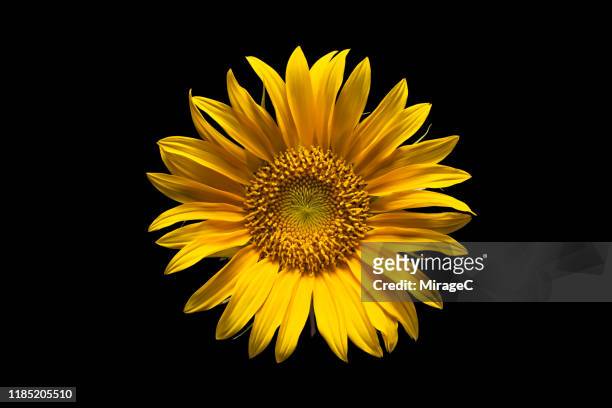 sunflower on black background - girassol fotografías e imágenes de stock