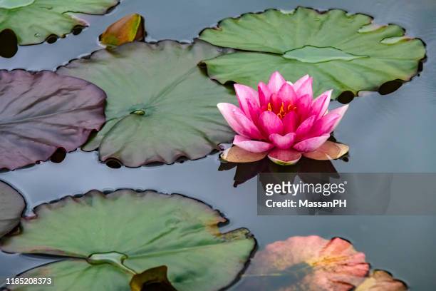pink water lily - lelie stockfoto's en -beelden