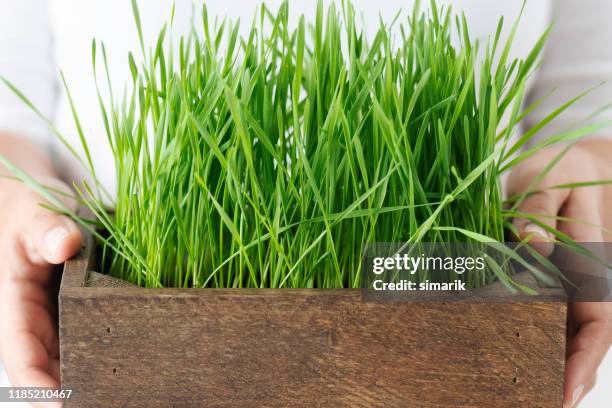 wheatgrass - microvegetal imagens e fotografias de stock