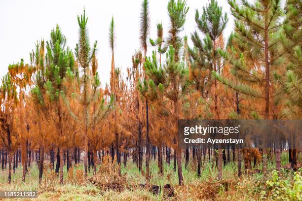 autumn at hoima wild - pine woodland stock-fotos und bilder