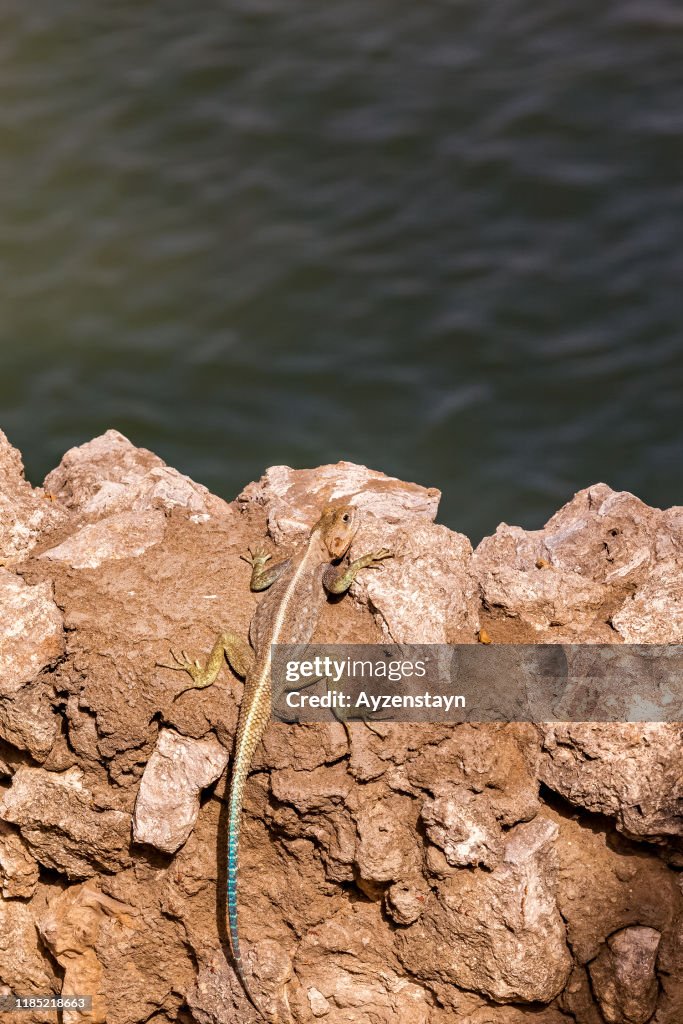 Female Agama (Rainbow Lizzard) near the sea