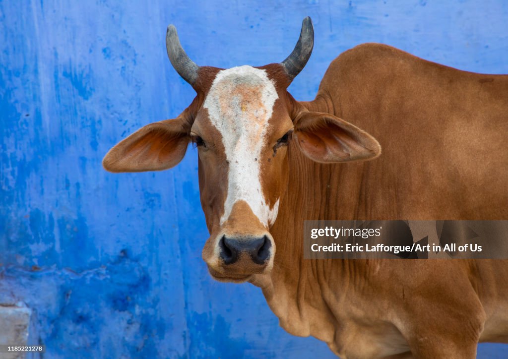 Indian cow in the street in front of a blue wall, Rajasthan, Bundi, India...