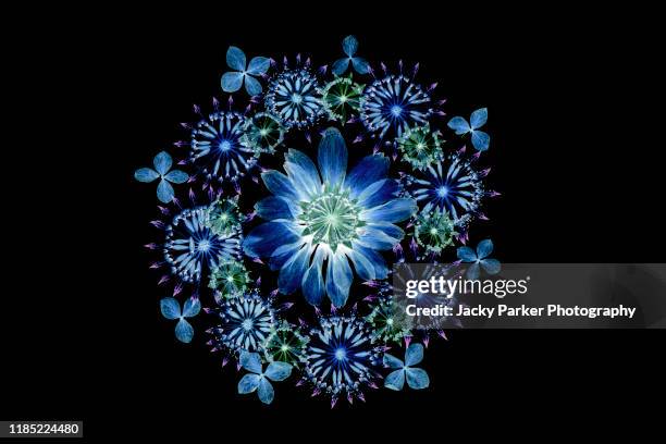 close-up image of beautiful multicoloured pressed flowers arranged in a circle against a black background including astrantia and hydrangea - floral arrangement stock-fotos und bilder