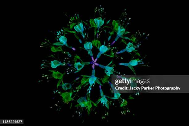 close-up abstract image of vibrant coloured fuchsia flowers arranged in a circle against a black background - kaléidoscope photos et images de collection