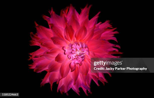 close-up creative image of a deep pink "waterlily' dahlia summer flower against a black background - flower head ストックフォトと画像