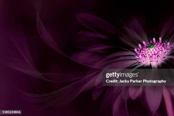 close-up, creative image of the beautiful osteospermum flower - cape daisy toned in black against a black background - dark floral stockfoto's en -beelden