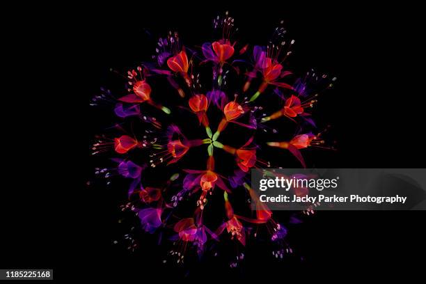 close-up abstract image of vibrant coloured fuchsia flowers arranged in a circle against a black background - spring collection stockfoto's en -beelden