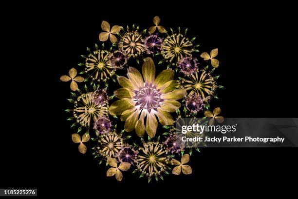 close-up image of beautiful multicoloured pressed flowers arranged in a circle against a black background including astrantia and hydrangea - kaleidoscope pattern stock pictures, royalty-free photos & images