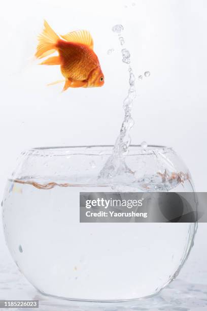 golden fish jumping high out the round fishbowl with clear water light checkered background - fish jumping stock pictures, royalty-free photos & images