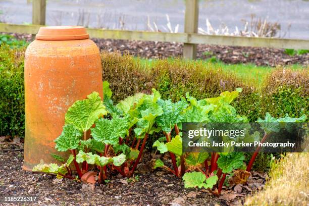 close-up image of spring rhubarb growing in a vegetable garden with terracotta bell shaped forcer or forcing pot - ルバーブ ストックフォトと画像