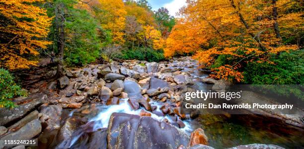 autumn stream - charlotte wood foto e immagini stock