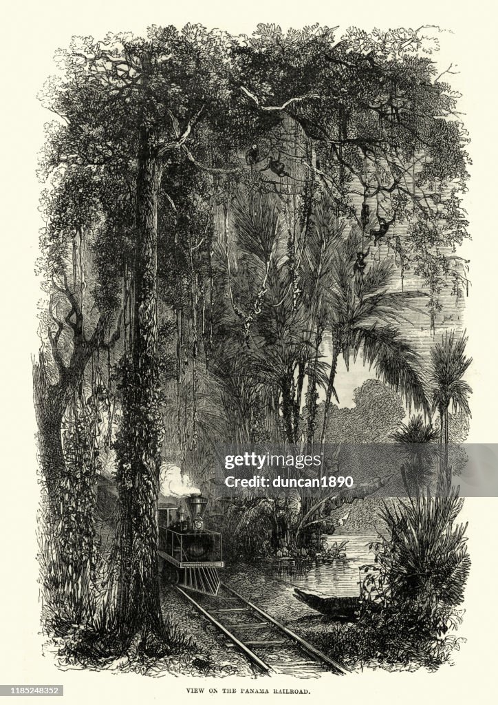 Steam train travelling through jungle, Panama railroad, 19th Century