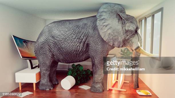 konzeptbild des elefanten, der in einem kleinen wohnzimmer feststeckt und aussteigen will - immobilie humor stock-fotos und bilder