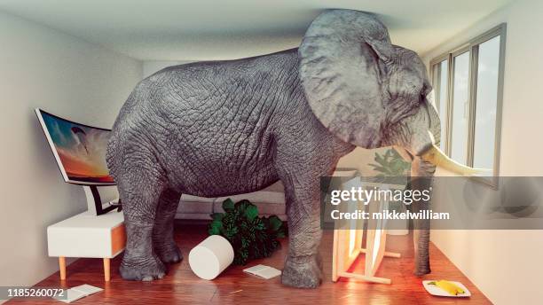 concept afbeelding van olifant vast in een kleine woonkamer en op zoek om eruit te komen - olifant stockfoto's en -beelden