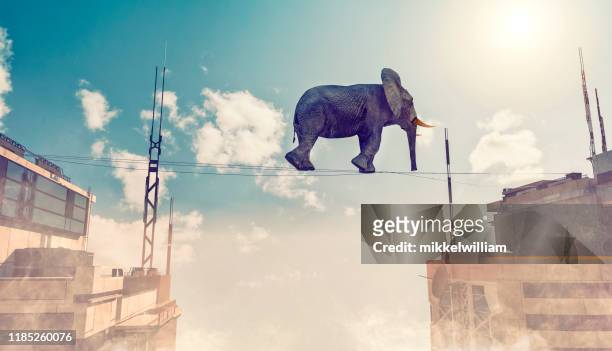alta no ar anda um elefante em uma corda pequena e tenta manter seu contrapeso - corda bamba - fotografias e filmes do acervo