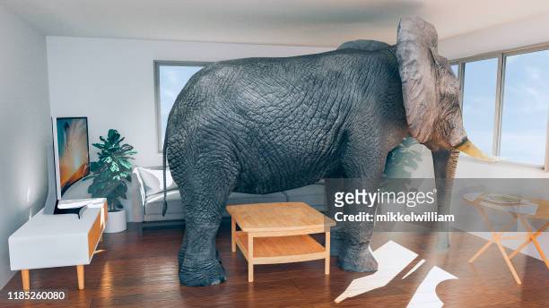 konzept, in einem kleinen haus zu leben und in etwas größeres umziehen zu wollen - elefant stock-fotos und bilder