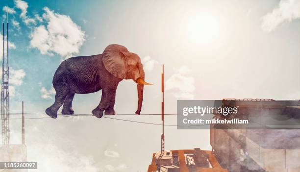 concept image of elephant walking on rope between two buildings - elephant funny imagens e fotografias de stock