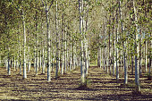 Poplar Plantation, Renewable resource, trees grown for the extraction of wood