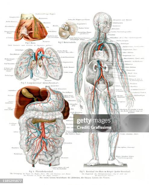 blood circulation cardiovascular system in human body 1896 - human bone drawing stock illustrations