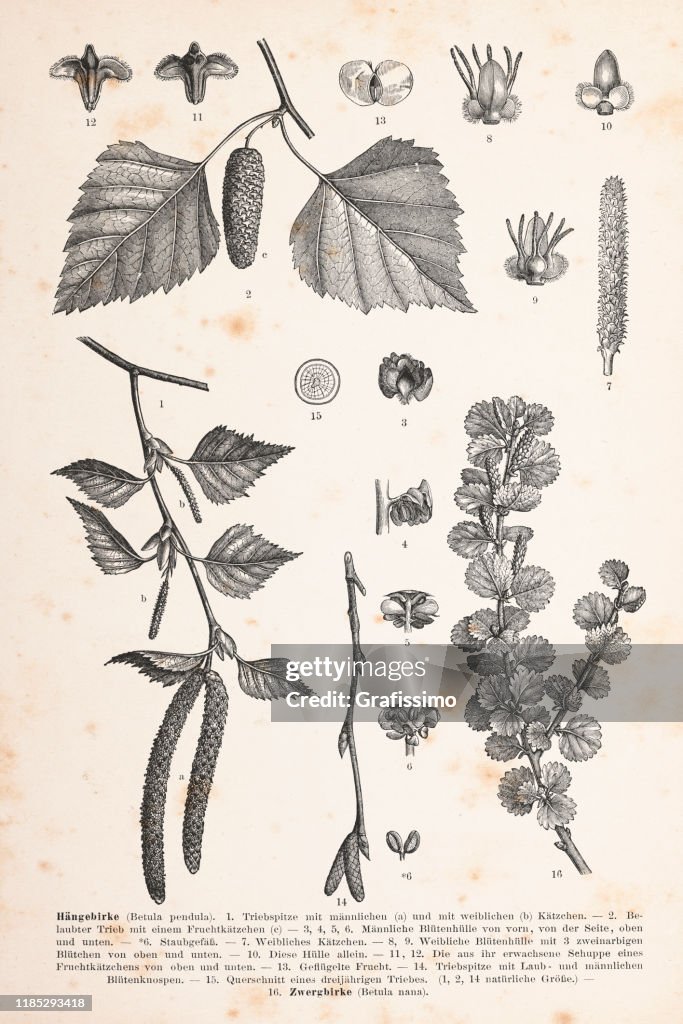 Silver birch leaves and blossom 1896