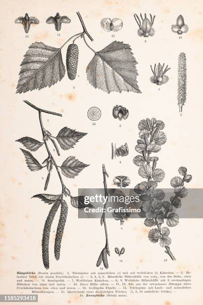 silver birch leaves and blossom 1896 - herbarium stock illustrations