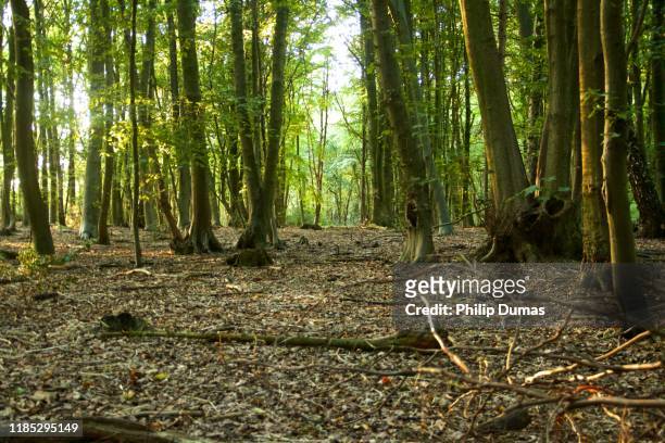 green foliage in woodland - clearing in woods stock-fotos und bilder
