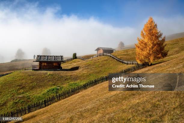 alpe di siusi (seiser alm), dolomite alps, italy, europe - tirol nebel stock pictures, royalty-free photos & images
