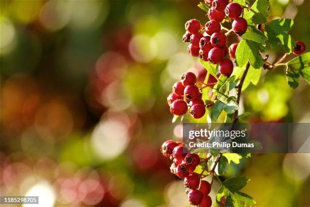 common hawthorn (crataegus monogyna) - hawthorn fotografías e imágenes de stock