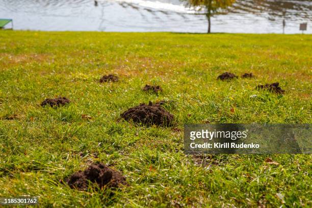 plague of molehills at a meadow - mole stockfoto's en -beelden