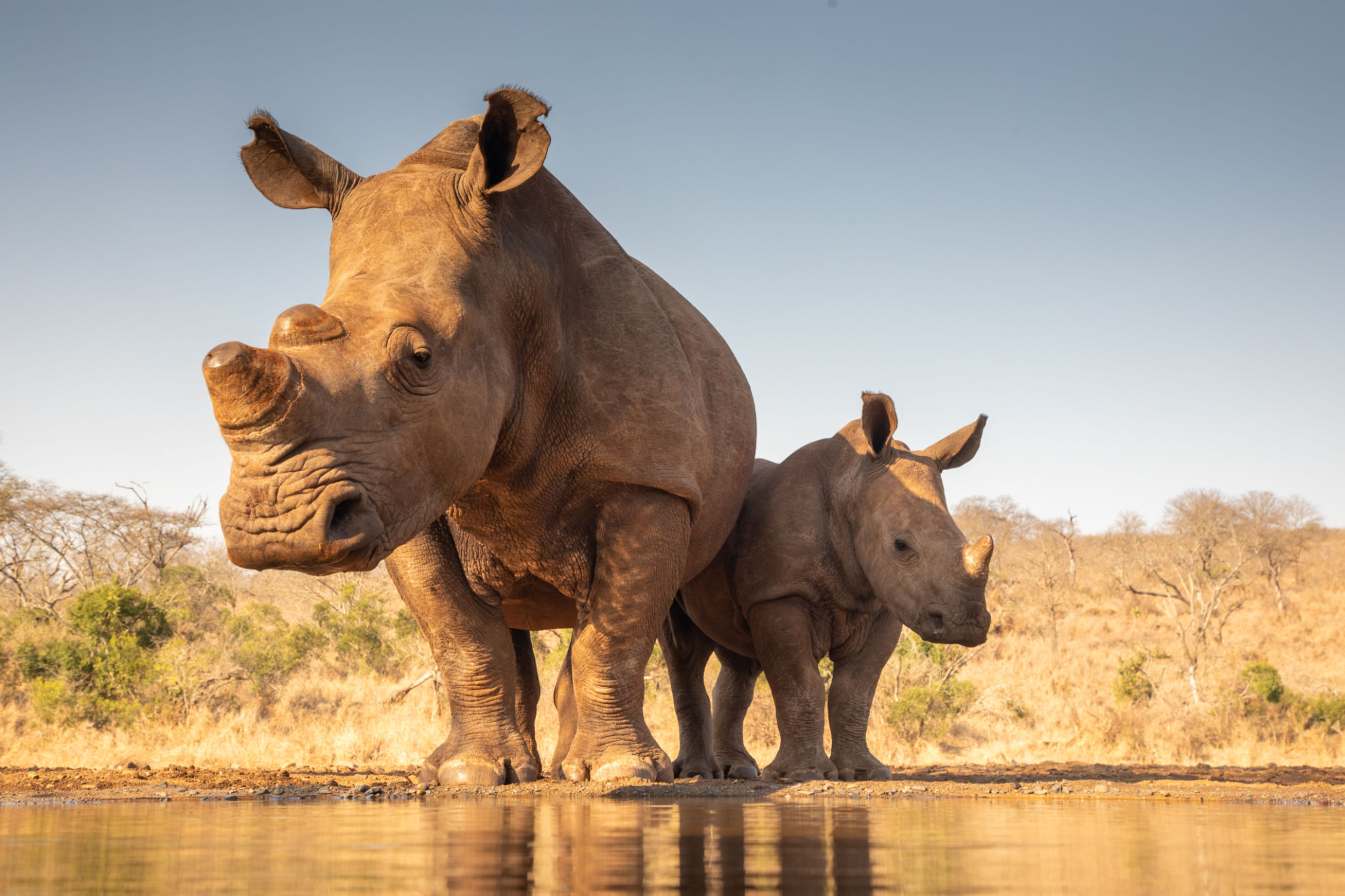 south africa wildlife