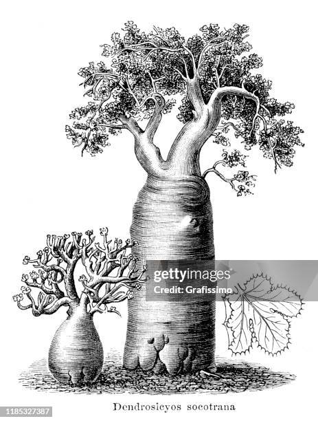 cucumber tree - dendrosicyos socotrana 1897 - baobab tree stock illustrations