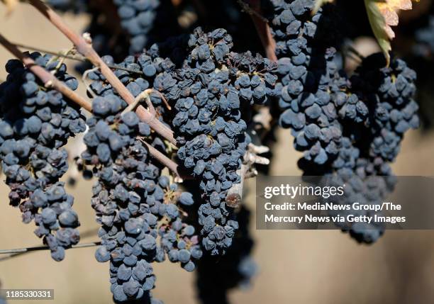 Dried grapes are seen after the Kincade Fire along Hwy. 128 in Geyserville, Calif., on Monday, Oct. 28, 2019.