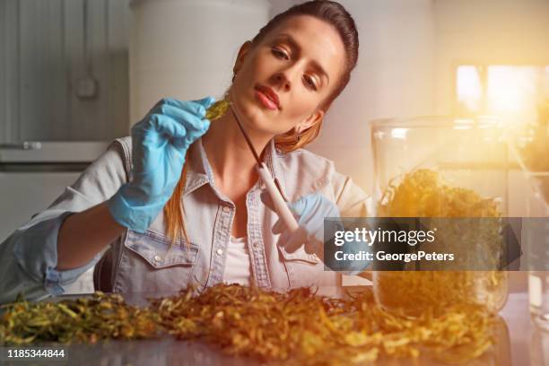 adult woman trimming medical cannabis buds - cannabis store stock pictures, royalty-free photos & images