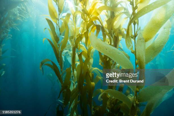 blades of kelp at catalina island - algae stock-fotos und bilder