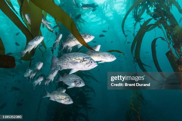 blue rockfish in kelp forest - kelp 個照片及圖片檔