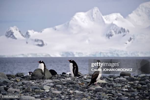 View of Gentoo penguins at the Yankee Harbour in the South Shetland Islands, Antarctica, on November 06, 2019.