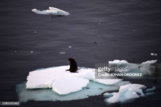 Sea lion remains on ice at Chiriguano Bay in South Shetland Islands, Antarctica on November 07, 2019.